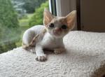 Ollie - Devon Rex Cat For Sale - Philadelphia, PA, US