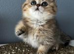 Ginger - Minuet Kitten For Sale - Monroe, WA, US