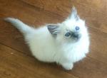 Brock aka Bic - Ragdoll Cat For Sale - Del Mar, CA, US