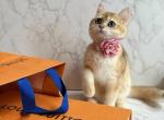 Lily - British Shorthair Cat For Sale - Fairfax, VA, US