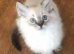 Sly - Ragdoll Kitten For Sale - Del Mar, CA, US