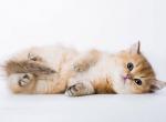 Boni - British Shorthair Cat For Sale - Fairfax, VA, US