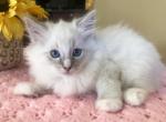 Moonbeam - Ragdoll Cat For Sale - Del Mar, CA, US