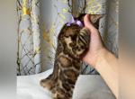 Gris litter - Bengal Cat For Sale - Livermore, CA, US