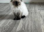 diego - Himalayan Cat For Sale - Mount Prospect, IL, US