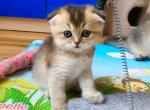 Sonia - Scottish Fold Cat For Sale - New York, NY, US