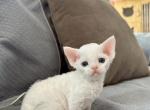 White Girls with blue eyes - Devon Rex Cat For Sale - Fontana, CA, US