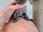 Chocolate pointed girl - Devon Rex Cat For Sale - Fontana, CA, US