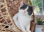 Blue&white Boy - British Shorthair Cat For Sale - Fontana, CA, US