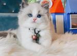 Perfect blue bicolor Girl - Ragdoll Cat For Sale - Fontana, CA, US