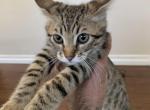 Olie - Savannah Cat For Sale - 