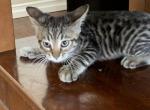 Mitz - Savannah Cat For Sale - Fontana, CA, US