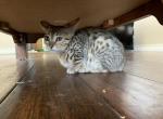 Spotty Dotty - Savannah Kitten For Sale - Fontana, CA, US