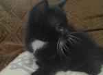 Dusk - Domestic Cat For Sale - West Springfield, MA, US