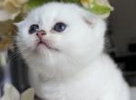 Aspen - Scottish Fold Cat For Sale - Seattle, WA, US