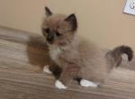 Seal Mink Male - Ragdoll Cat For Sale - Minerva, OH, US