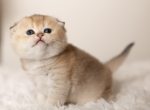 Aria - Scottish Fold Cat For Sale - Seattle, WA, US