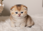 Arlo - Scottish Fold Cat For Sale - Seattle, WA, US