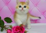 Ctepan - British Shorthair Cat For Sale - Brooklyn, NY, US