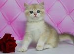 Caymon - British Shorthair Cat For Sale - Brooklyn, NY, US