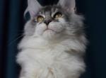 Dob - Maine Coon Cat For Sale - Brooklyn, NY, US