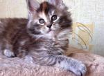 Berry - Maine Coon Cat For Sale - Brooklyn, NY, US