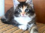 Bianca - Maine Coon Cat For Sale - Brooklyn, NY, US