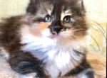 Bella Donna - Maine Coon Cat For Sale - Brooklyn, NY, US