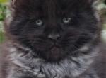 Mystery - Maine Coon Cat For Sale - Brooklyn, NY, US