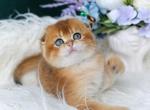 Astra - Scottish Fold Cat For Sale - Brooklyn, NY, US