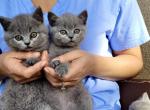 British Shorthair Blue waiting list open - British Shorthair Kitten For Sale - Woodland Park, CO, US