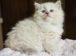 Lilac mitted mink - Ragdoll Kitten For Sale - Farmville, VA, US