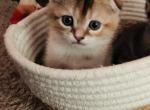 May - Scottish Fold Cat For Sale - WI, US