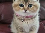 Bunny - Scottish Fold Cat For Sale - Naperville, IL, US