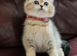 Mia chinchilla kitten - Scottish Straight Cat For Sale - Naperville, IL, US