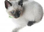 Male kitten - Siamese Cat For Sale - Catasauqua, PA, US