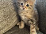 Tiger - Siberian Cat For Sale - Commerce City, CO, US