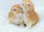 Sisters - British Shorthair Cat For Sale - Exton, PA, US