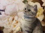 Johnny - British Shorthair Cat For Sale - Philadelphia, PA, US