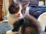Female kittenTahloulah bred by CravenBlues - Manx Cat For Sale - New Bern, NC, US