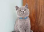 Norman von Shmidt - British Shorthair Cat For Sale - Cincinnati, OH, US