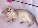 Leyla - British Shorthair Cat For Sale - Los Angeles, CA, US