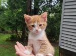 Rascal - Domestic Cat For Sale - Barto, PA, US