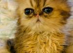 Tiger the Heartbreaker - Persian Cat For Sale - West Palm Beach, FL, US