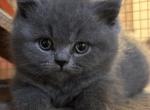 Ron - British Shorthair Cat For Sale - Huntington, NY, US