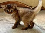 Dominika - Somali Cat For Sale - Odesa, Odessa Oblast, UA