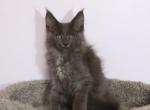 Leo - Maine Coon Cat For Sale - NY, US