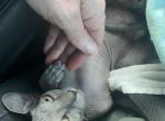 Sphynx Blue kittens - Sphynx Cat For Sale - Westford, MA, US