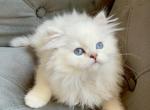 Scottish Straight Blue eyed Kittens - Scottish Straight Cat For Sale - Thornton, CO, US