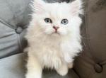 Scottish Straight female kitten - Scottish Straight Cat For Sale - Thornton, CO, US